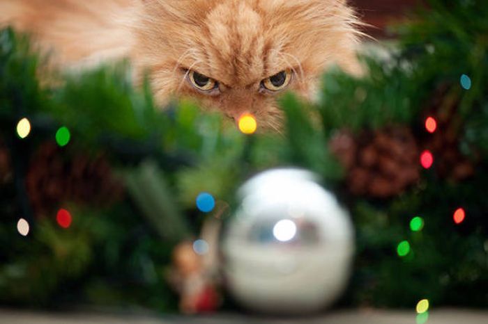 Pets That Definitely Aren't Excited For The Holidays (56 pics)