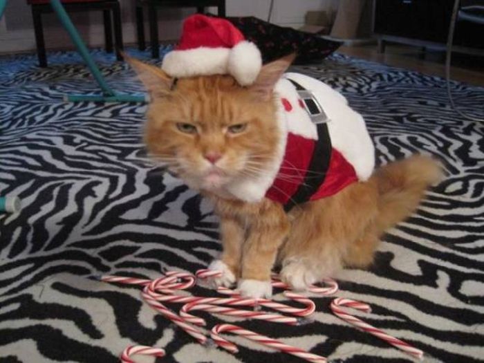 Pets That Definitely Aren't Excited For The Holidays (56 pics)