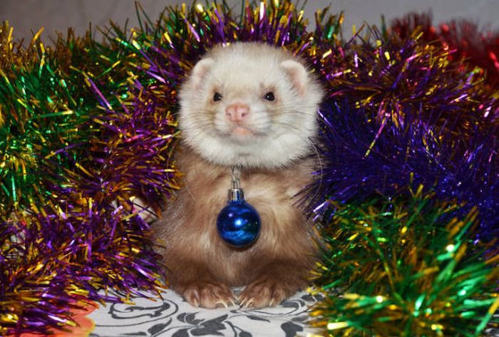 Pets That Definitely Aren't Excited For The Holidays (56 pics)