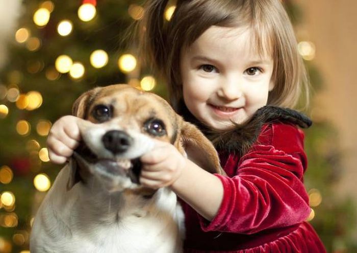 Pets That Definitely Aren't Excited For The Holidays (56 pics)