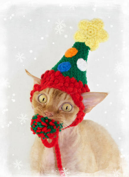 Pets That Definitely Aren't Excited For The Holidays (56 pics)