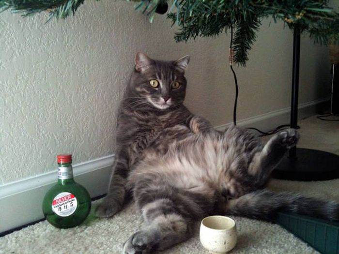 Pets That Definitely Aren't Excited For The Holidays (56 pics)