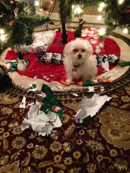 Pets That Definitely Aren't Excited For The Holidays (56 pics)