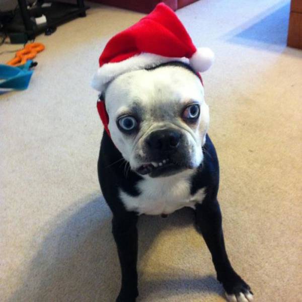 Pets That Definitely Aren't Excited For The Holidays (56 pics)