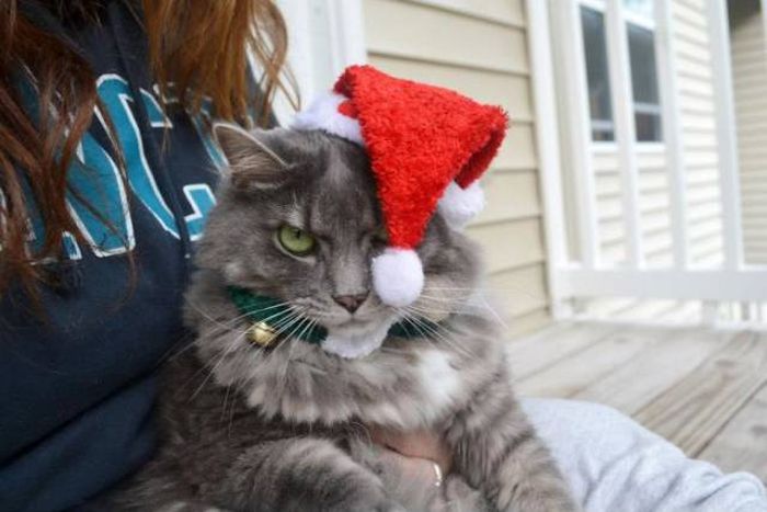 Pets That Definitely Aren't Excited For The Holidays (56 pics)
