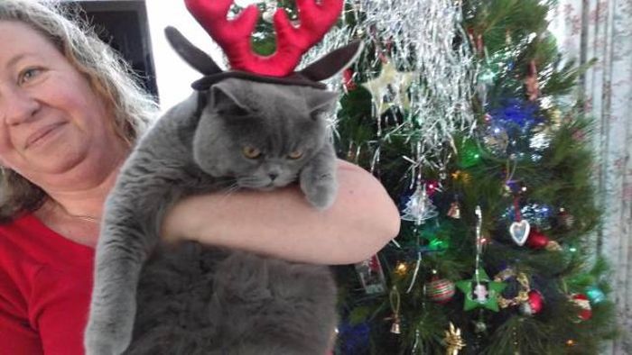 Pets That Definitely Aren't Excited For The Holidays (56 pics)