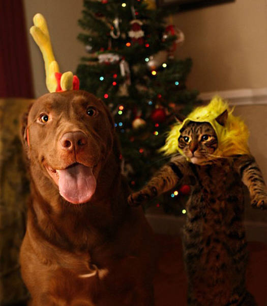 Pets That Definitely Aren't Excited For The Holidays (56 pics)