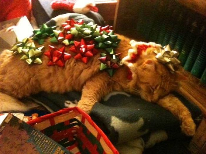 Pets That Definitely Aren't Excited For The Holidays (56 pics)