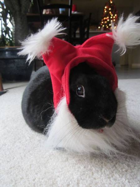 Pets That Definitely Aren't Excited For The Holidays (56 pics)