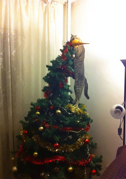 Pets That Definitely Aren't Excited For The Holidays (56 pics)