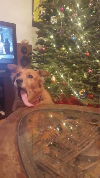 Pets That Definitely Aren't Excited For The Holidays (56 pics)