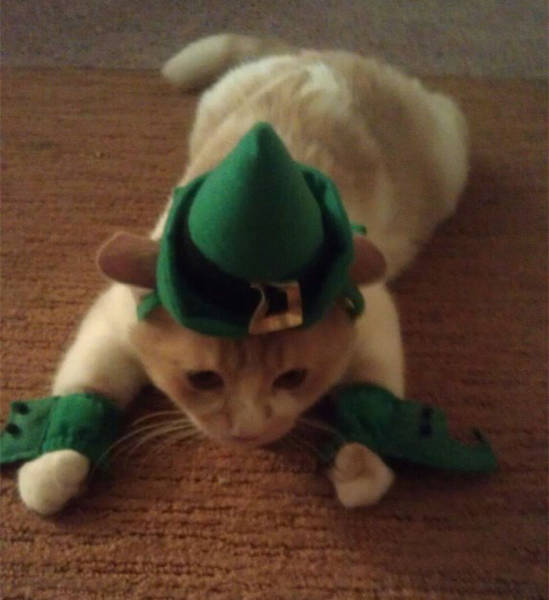 Pets That Definitely Aren't Excited For The Holidays (56 pics)