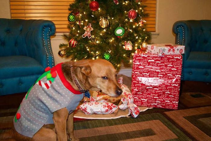Pets That Definitely Aren't Excited For The Holidays (56 pics)