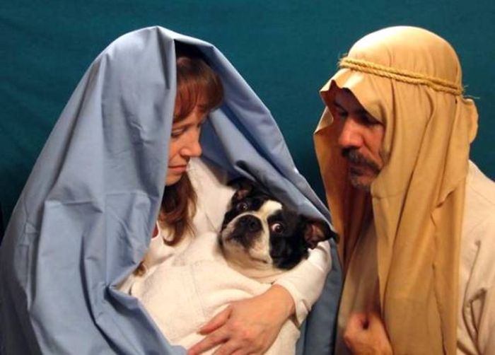Pets That Definitely Aren't Excited For The Holidays (56 pics)