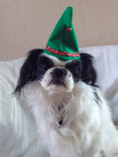 Pets That Definitely Aren't Excited For The Holidays (56 pics)