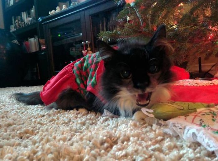 Pets That Definitely Aren't Excited For The Holidays (56 pics)