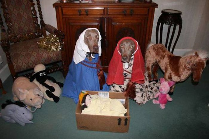 Pets That Definitely Aren't Excited For The Holidays (56 pics)