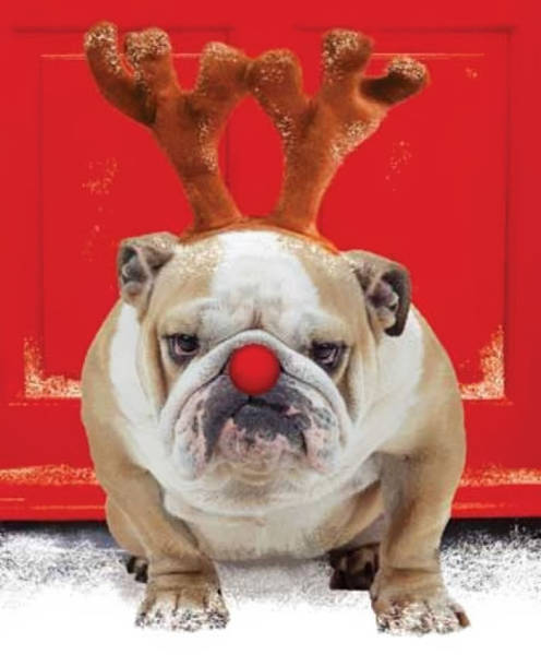 Pets That Definitely Aren't Excited For The Holidays (56 pics)