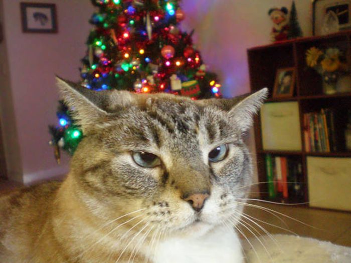Pets That Definitely Aren't Excited For The Holidays (56 pics)