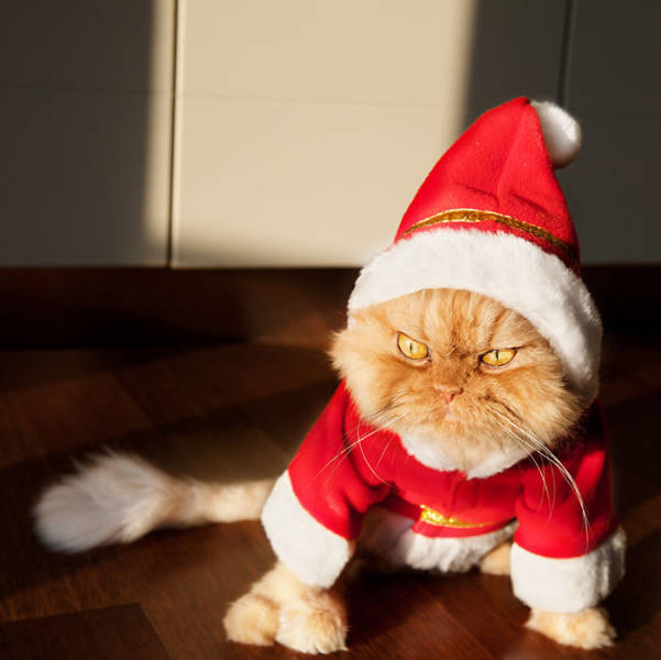Pets That Definitely Aren't Excited For The Holidays (56 pics)