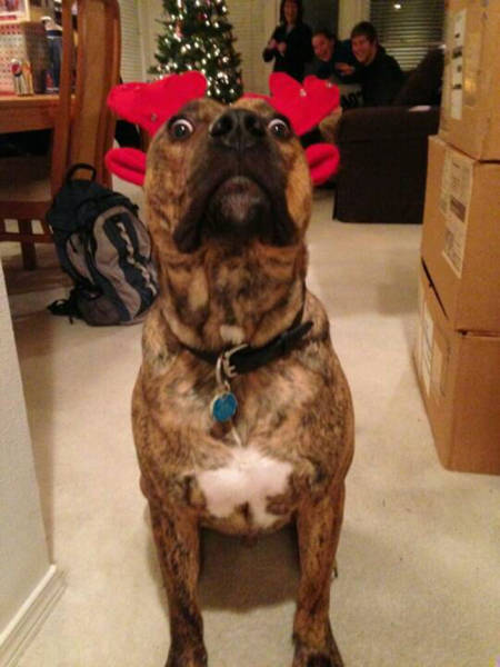 Pets That Definitely Aren't Excited For The Holidays (56 pics)