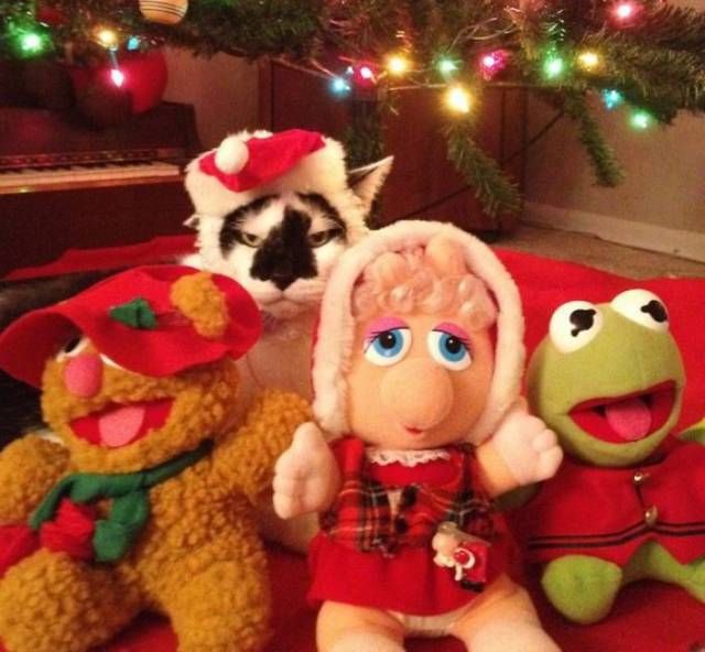 Pets That Definitely Aren't Excited For The Holidays (56 pics)