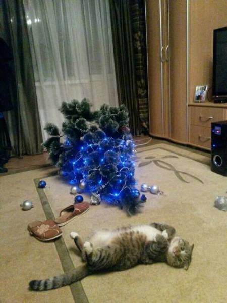 Pets That Definitely Aren't Excited For The Holidays (56 pics)