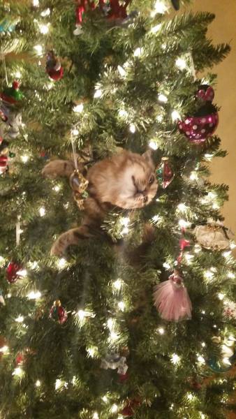 Pets That Definitely Aren't Excited For The Holidays (56 pics)