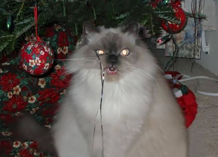 Pets That Definitely Aren't Excited For The Holidays (56 pics)