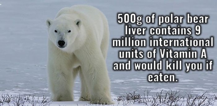 Completely Random And Fascinating Facts That Will Amuse You (27 pics)