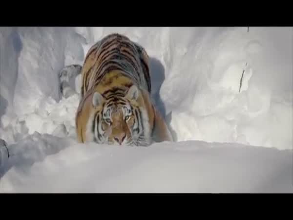 Drone And Tigers