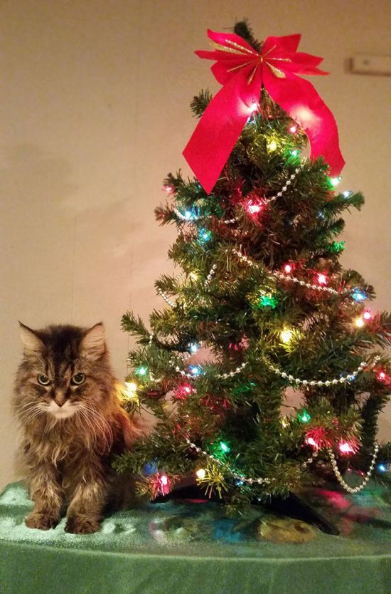 These Pets Really Hate Christmas (35 pics)