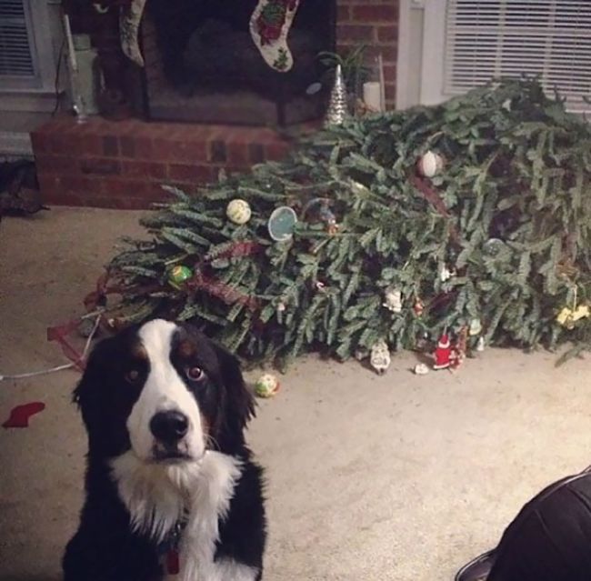 These Pets Really Hate Christmas (35 pics)