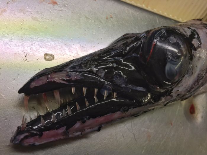 Russian Sailor Shows Off Some Of The Strange Fish He's Caught (21 pics)