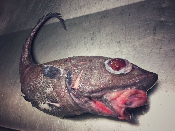 Russian Sailor Shows Off Some Of The Strange Fish He's Caught (21 pics)