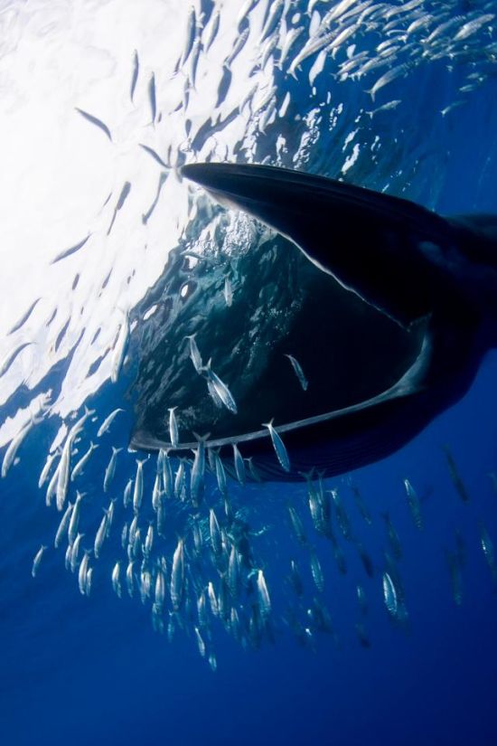 Diver Almost Gets Swallowed By A Massive 40 Ton Whale (8 pics)