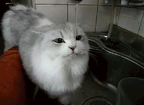 Acid Gifdump, December 22, 2016 (25 gifs)