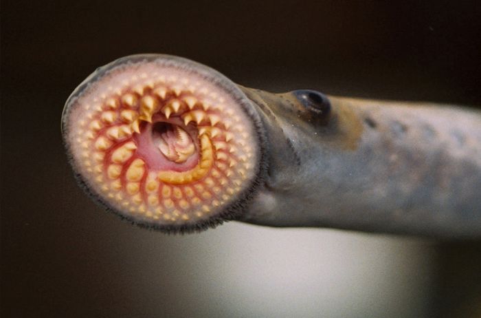 Strange Animals That Will Confuse Your Mind (39 pics)