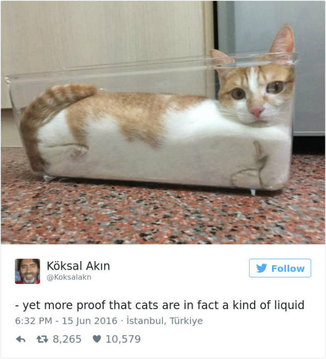 Tweets About Cats That Absolutely Hilarious (39 pics)