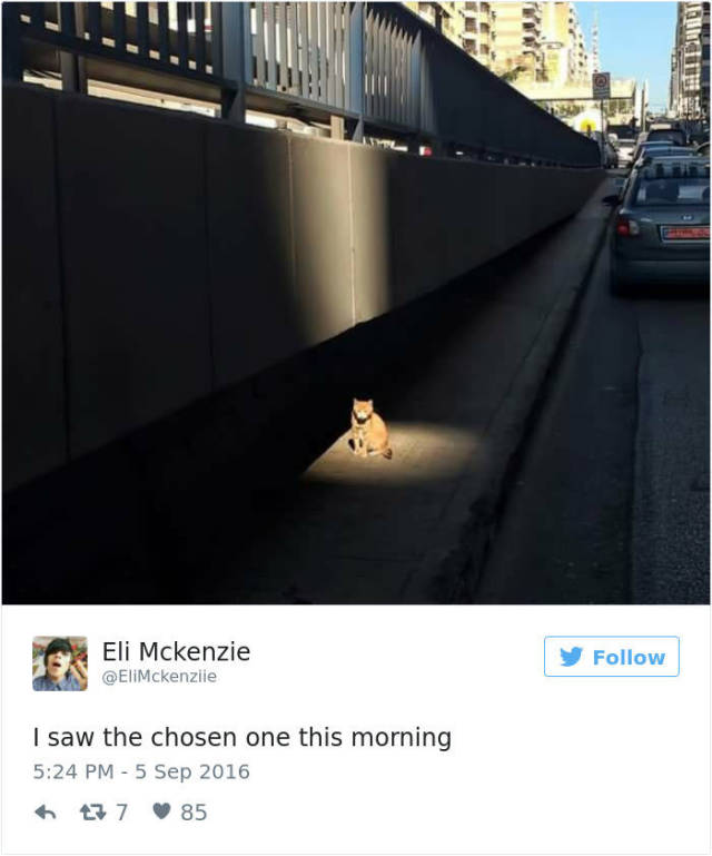 Tweets About Cats That Absolutely Hilarious (39 pics)