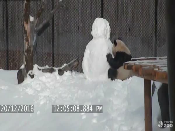 Panda VS Snowman