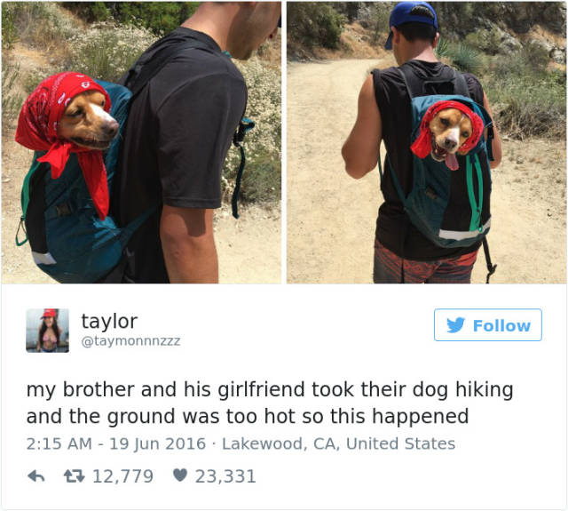 The Most Hilarious Dog Tweets Of 2016 (50 pics)