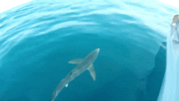 Daring People Who Like To Live Life To The Extreme (27 gifs)