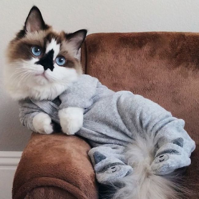 This Adorable Cat Has 450,000 Followers On Instagram (12 pics)