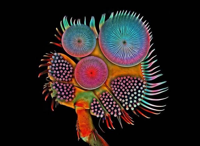 The Most Astonishing Science Photos Of 2016 (26 pics)