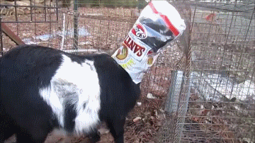 Acid Gifdump, December 26, 2016 (25 gifs)