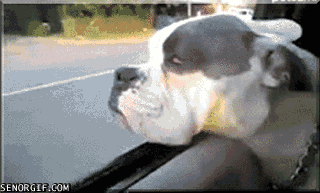 Acid Gifdump, December 26, 2016 (25 gifs)