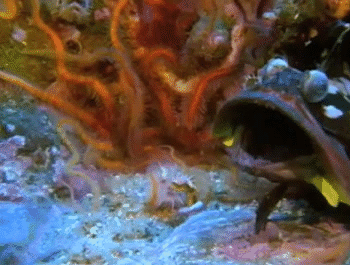 Acid Gifdump, December 26, 2016 (25 gifs)