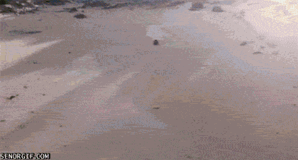 Acid Gifdump, December 26, 2016 (25 gifs)