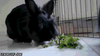 Acid Gifdump, December 26, 2016 (25 gifs)